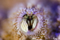   Hermit crab  